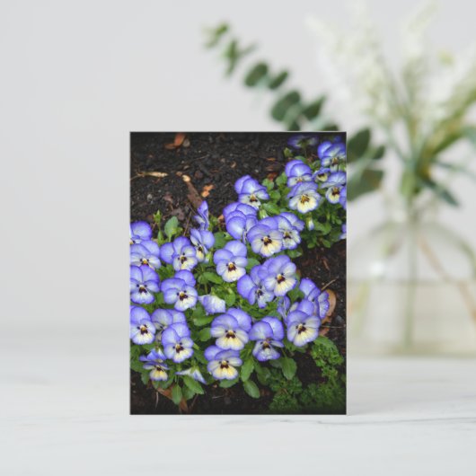 Carte Postale Boutons mignons (Debout devant)