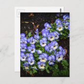 Carte Postale Boutons mignons (Devant / Derrière)