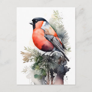 Carte Postale Bouvreuil aquarelle sur une branche de pin dans la