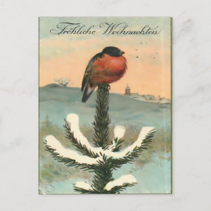 Carte Postale Bouvreuil vintage sur pin enneigé