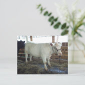 Carte Postale Bovine blanche (Debout devant)