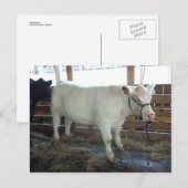 Carte Postale Bovine blanche (Devant / Derrière)