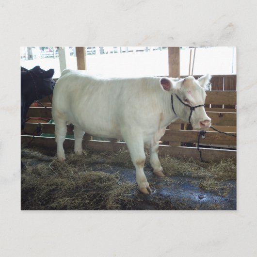 Carte Postale Bovine blanche (Devant)