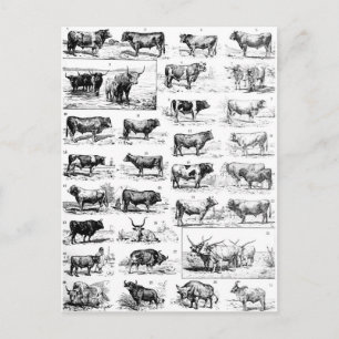 Carte Postale Bovine Chart