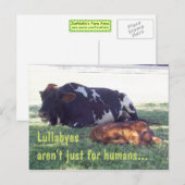 Carte Postale Bovine Lullaby (Devant / Derrière)