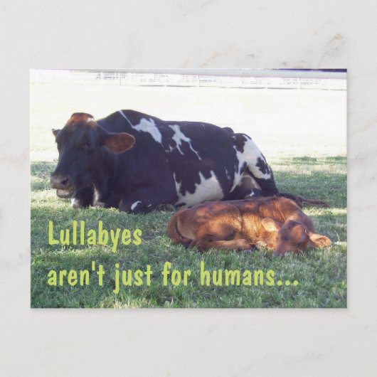 Carte Postale Bovine Lullaby (Devant)