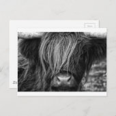 Carte Postale Bovins écossais des Highlands - Écosse (Devant / Derrière)