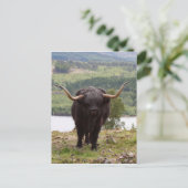 Carte Postale Bovins Highland noirs, Écosse (Debout devant)