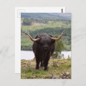 Carte Postale Bovins Highland noirs, Écosse (Devant / Derrière)