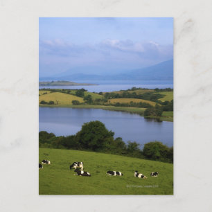 Carte Postale Bovins Holstein-Fresian, Bantry Bay, Co Cork,