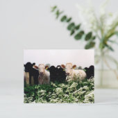 Carte Postale Bovins, Vaches en Wiltshire, Angleterre (Debout devant)