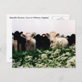 Carte Postale Bovins, Vaches en Wiltshire, Angleterre (Devant / Derrière)