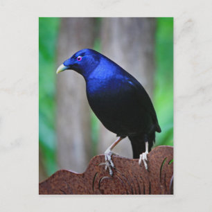 Carte Postale Bowerbird satin