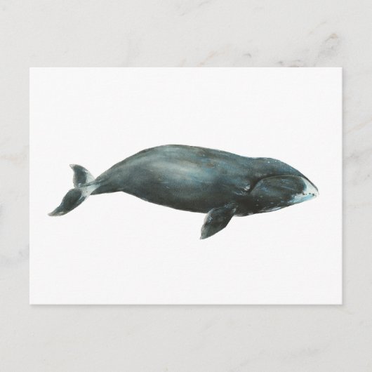Carte Postale Bowhead Whale Watercolor illustration (Devant)