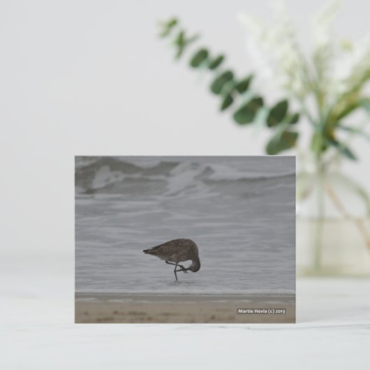 Carte Postale Bows Sandpiper (Debout devant)
