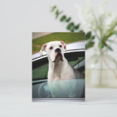 Carte Postale Boxe blanche dans une voiture (Debout devant)