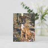 Carte Postale Boxe Walk Woods (Debout devant)