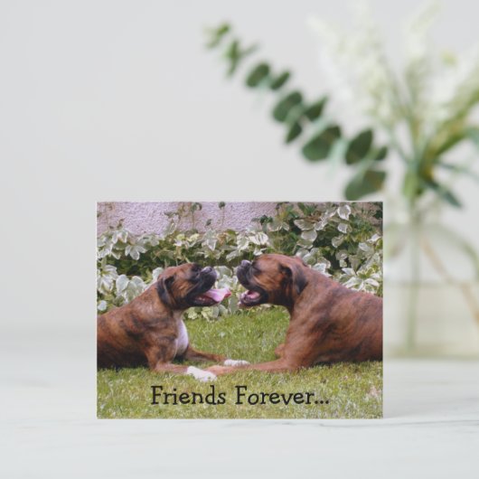 Carte postale Boxer (Debout devant)