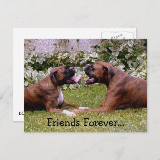 Carte postale Boxer (Devant / Derrière)