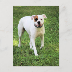 Carte Postale Boxer
