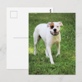 Carte Postale Boxer (Devant / Derrière)