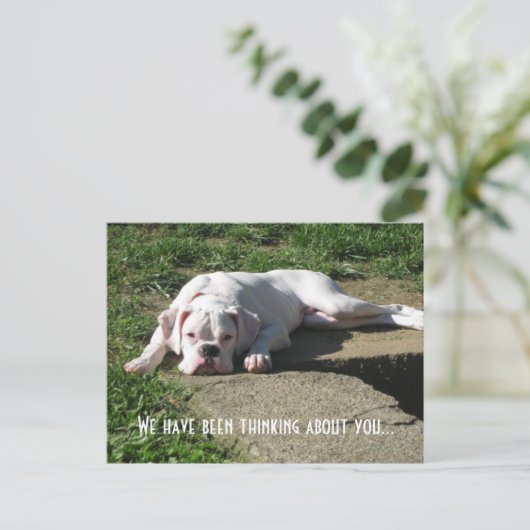 Carte postale Boxer (Debout devant)