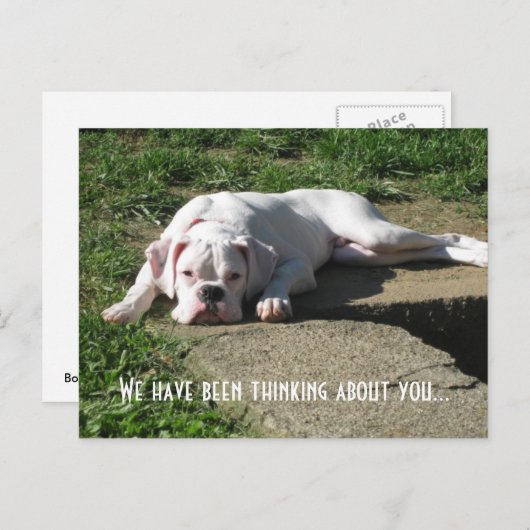 Carte postale Boxer (Devant / Derrière)