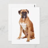 Carte postale Boxer Chien Chien Chien Vierge de vo (Devant / Derrière)