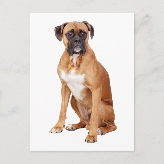 Carte postale Boxer Chien Chien Chien Vierge de vo (Devant)
