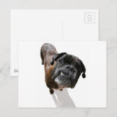 Carte Postale Boxer Chien race (Devant / Derrière)
