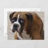 Carte postale Boxer Dog (Devant / Derrière)