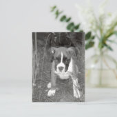 Carte postale Boxer Pup (Debout devant)