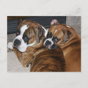 Carte postale Boxer Puppy