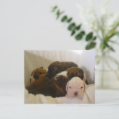 Carte Postale boxer pups.png (Debout devant)