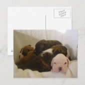Carte Postale boxer pups.png (Devant / Derrière)