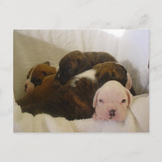 Carte Postale boxer pups.png (Devant)
