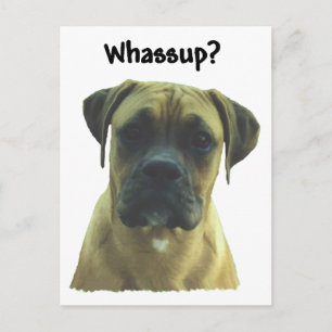 Carte Postale Boxer : Qu'est-ce qui se passe ?