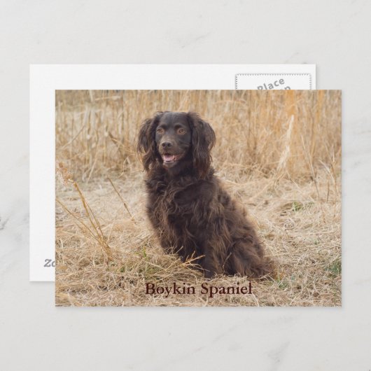 Carte postale Boykin Spaniel (Devant / Derrière)