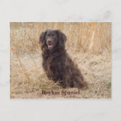Carte postale Boykin Spaniel (Devant)