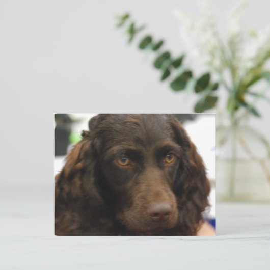 Carte postale Boykin Spaniel (Debout devant)