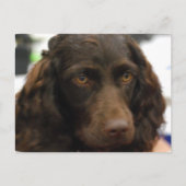 Carte postale Boykin Spaniel (Devant)
