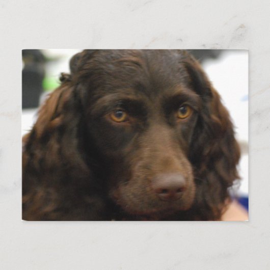 Carte postale Boykin Spaniel (Devant)