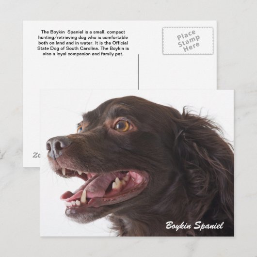 Carte postale Boykin Spaniel (Devant / Derrière)
