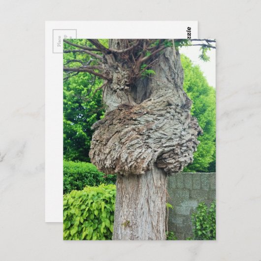 Carte Postale Bracelet d'arbre, Knar, Nature Green (Devant / Derrière)