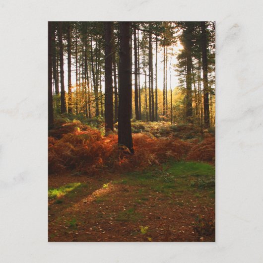 Carte Postale Bracket (Devant)