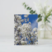 Carte Postale Bradford Pear Blooms (Debout devant)
