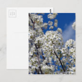 Carte Postale Bradford Pear Blooms (Devant / Derrière)
