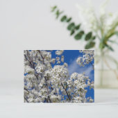 Carte Postale Bradford Pear Blooms (Debout devant)
