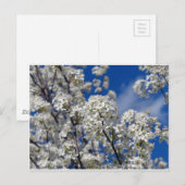 Carte Postale Bradford Pear Blooms (Devant / Derrière)