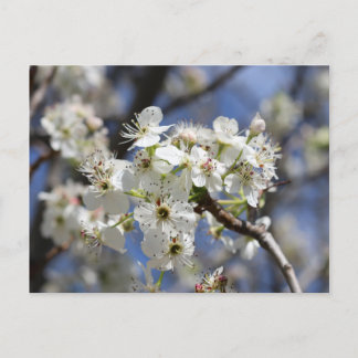 CARTE POSTALE BRADFORD PEAR BLOSSOMS